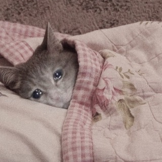 Telegram group profile photo for SadCat $SAD