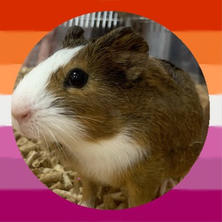 Telegram profile photo for потеряшка жунуари