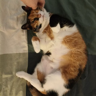 Telegram profile photo for Калико-хинкалико
