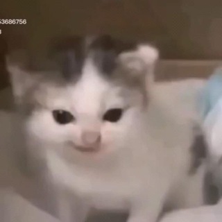 Telegram profile photo for Щитпост Каши