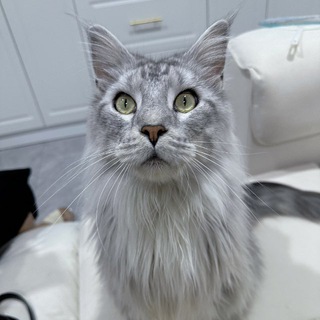 Telegram profile photo for Lina朋友圈
