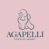 Telegram profile photo for Пудели той Агапэлли / Agapelli poodles