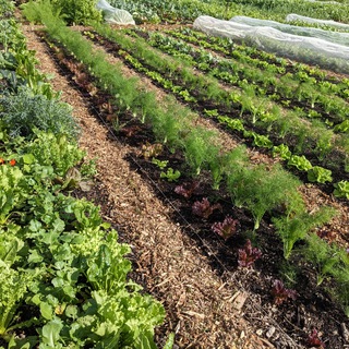 Telegram profile photo for Orticoltura Rigenerativa | No-Dig | Agroforestazione