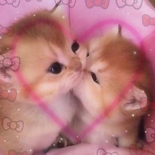 Telegram profile photo for Котячьи пикчи