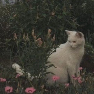 Telegram profile photo for Ваш покорный слуга, Сэм