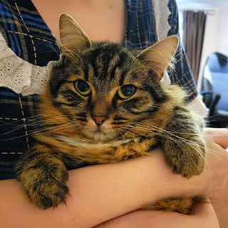 Telegram profile photo for Имамат Аль Гуляш ар-Руси