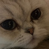 Telegram profile photo for T