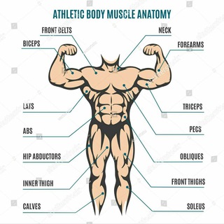 Telegram profile photo for Muscle Morphology
