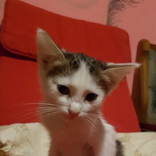 Telegram group profile photo for Кошки Троицка