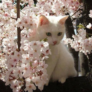 Telegram profile photo for ⋆˚࿔ уголок вязальщицы