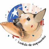 Telegram profile photo for DogCC
