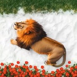 Telegram profile photo for خرد شهامت مبارزه خشم