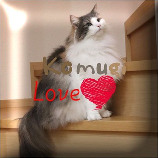 Telegram profile photo for Komugi & Cats Love❤️