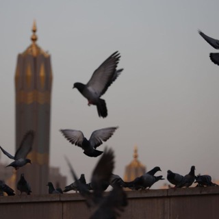 Telegram profile photo for رِحلةُ الأَمَانِي