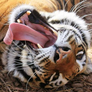Telegram profile photo for Big cats