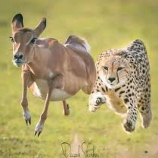 Telegram profile photo for ተፈኩር