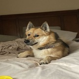 Telegram profile photo for Doge 2 Robinhood