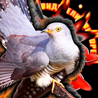 Telegram group profile photo for ZVерКук-ку-ЧАТ