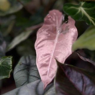 Telegram profile photo for Amfa plants | Растения Амфы