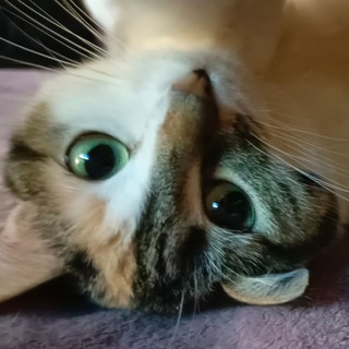 Telegram profile photo for святой великомученик