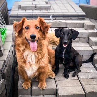 Telegram profile photo for Приют «Островок» для животных