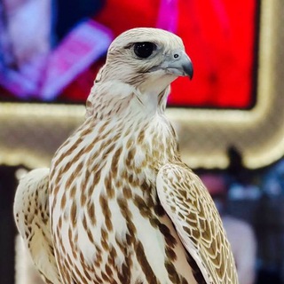 Telegram profile photo for النايف