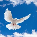 Telegram profile photo for رهایی با مولانا 🕊🤍
