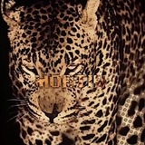 Telegram profile photo for mortin’s archive