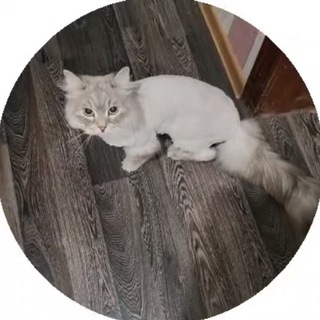 Telegram profile photo for Михель