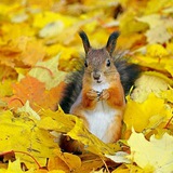 Telegram profile photo for ТелеграмPRO