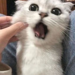 Telegram profile photo for 时光 内核追锁 聊天群