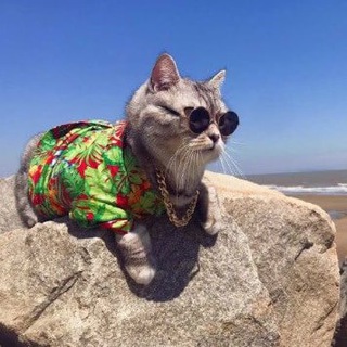 Telegram profile photo for Accumulation Zone - TA & FA Crypto Signals