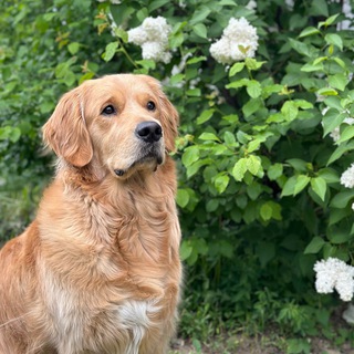 Telegram profile photo for Лёва Ковалёк