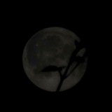 Telegram profile photo for سیاهی مطلق:!