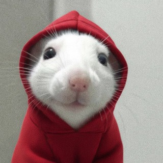 Telegram profile photo for Riskeh degens