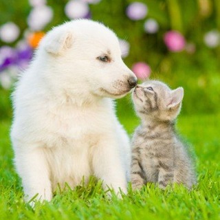 Telegram profile photo for Котики и Собачки