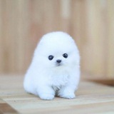 Telegram profile photo for новоафонский собор