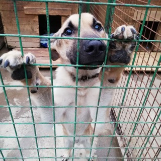 Telegram profile photo for Гурского - НЕ приют