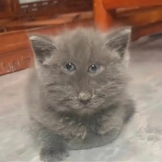 Telegram profile photo for делаю режим в роблокс