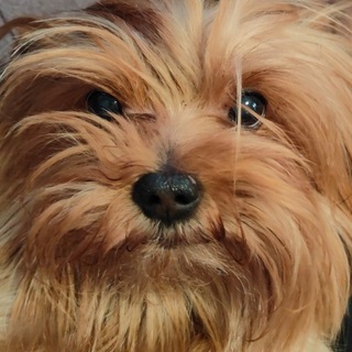 Telegram profile photo for pi pi pu pu check