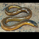 Telegram profile photo for Acontias (Snake)
