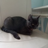 Telegram profile photo for ŠANTI THE CAT