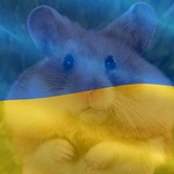 Telegram profile photo for Kamu1 hamster