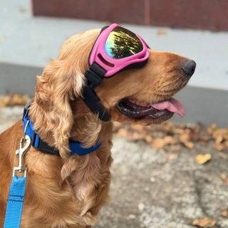 Telegram profile photo for Ричик//Чичик