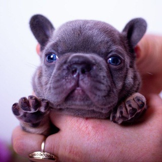Telegram profile photo for Animal Sales