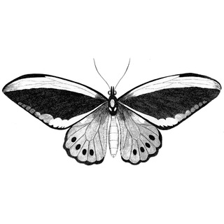 Telegram profile photo for alamari