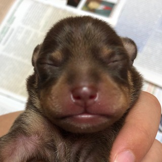 Telegram profile photo for Художка Ветеринара