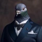 Telegram profile photo for Pigeon Calls