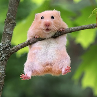 Telegram profile photo for Акбар4ик