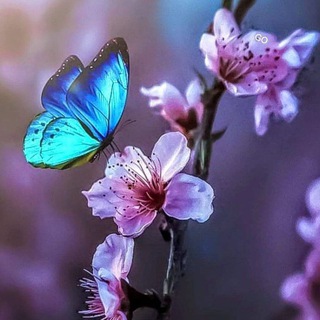 Telegram profile photo for Blauer Schmetterling 🦋
